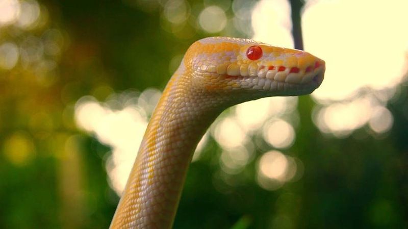 Великолепные фотографии змей! Snake-028
