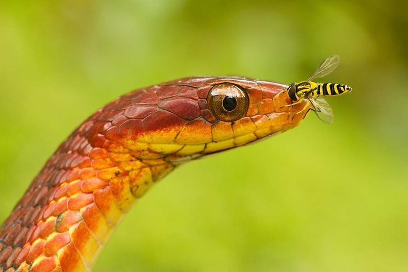 Великолепные фотографии змей! Snake-029