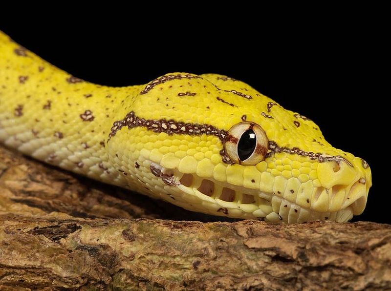 Великолепные фотографии змей! Snake-030