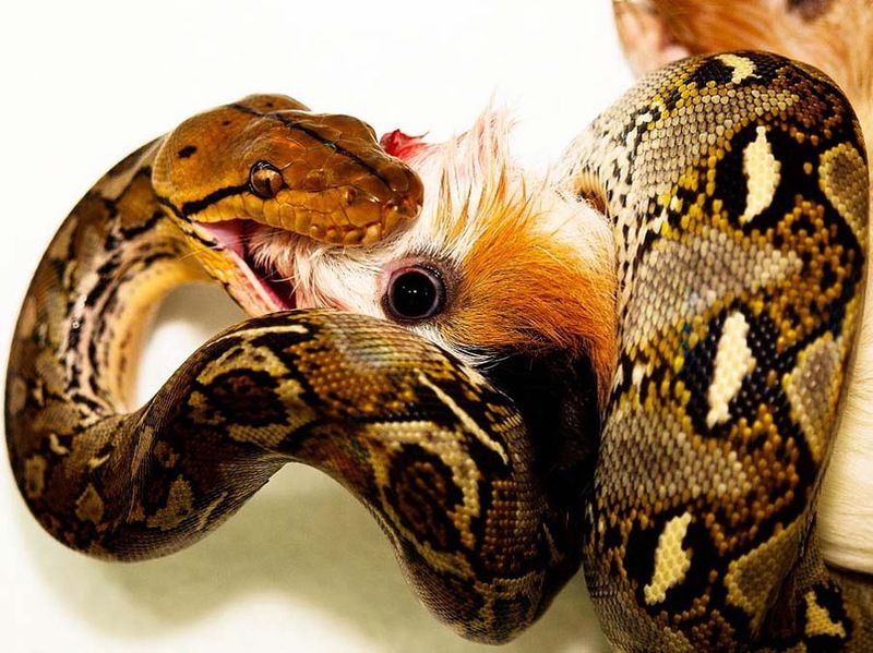 Великолепные фотографии змей! Snake-034
