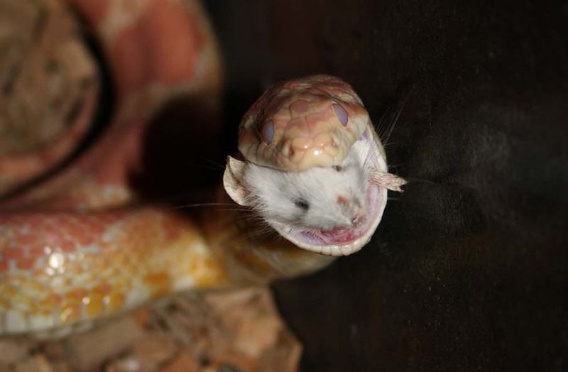 Великолепные фотографии змей! Snake-036