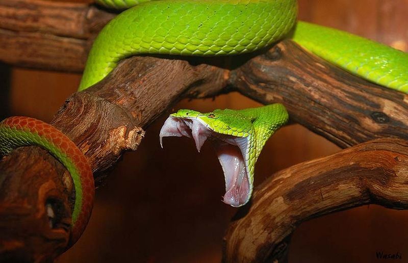 Великолепные фотографии змей! Snake-037