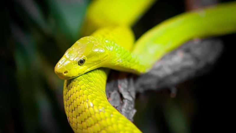 Великолепные фотографии змей! Snake-039