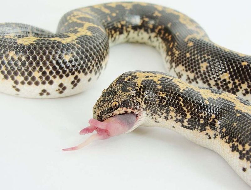 Великолепные фотографии змей! Snake-040