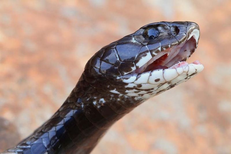 Великолепные фотографии змей! Snake-041