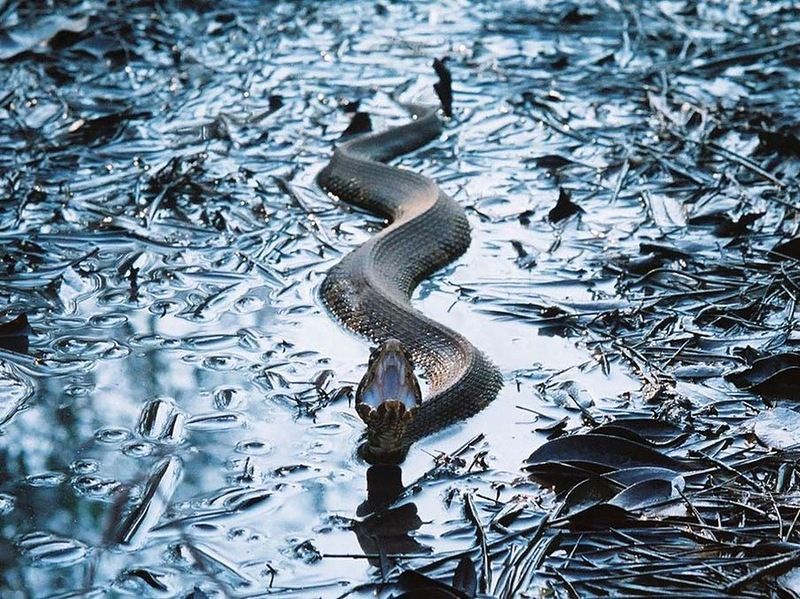 Великолепные фотографии змей! Snake-042