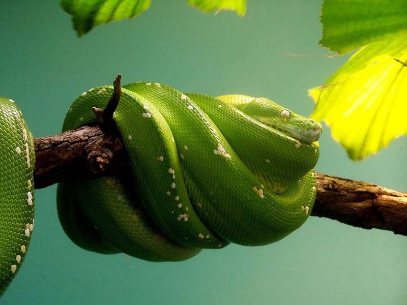 Великолепные фотографии змей! Snake-043