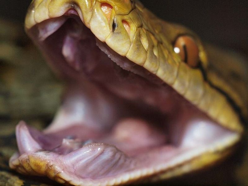 Великолепные фотографии змей! Snake-044