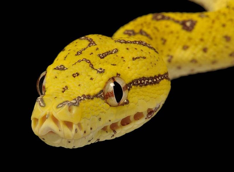 Великолепные фотографии змей! Snake-045