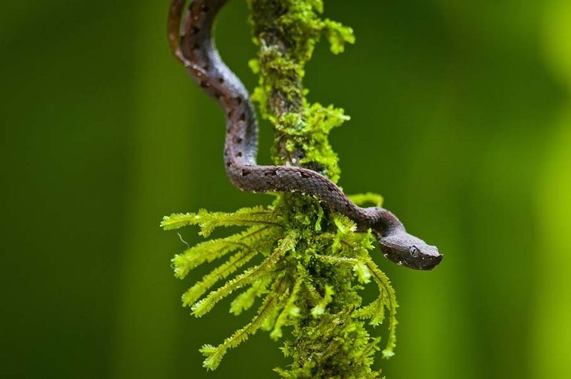 Великолепные фотографии змей! Snake-046