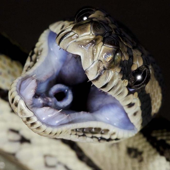 Великолепные фотографии змей! Snake-047