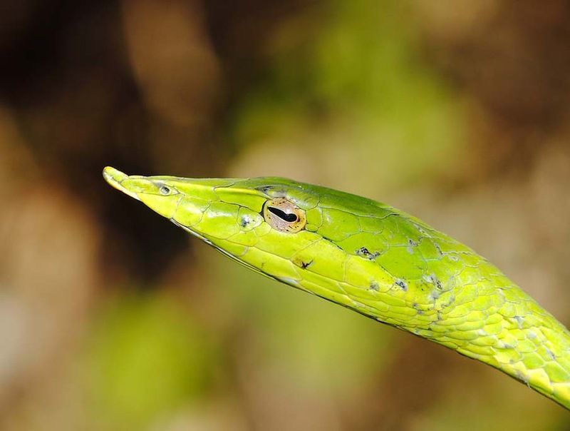 Великолепные фотографии змей! Snake-049