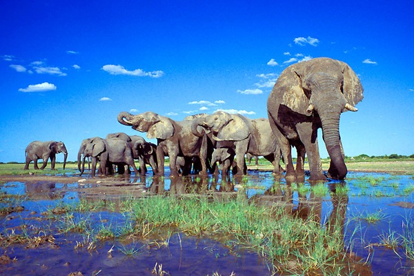 Флора и фауна парка Национального парка Этоша очень разнообразна, здесь много представителей «большой африканской пятерки», местные слоны считаются самыми крупными в Африке.