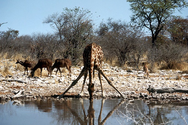 Национальный парк Этоша в Намибии (13 фото)
