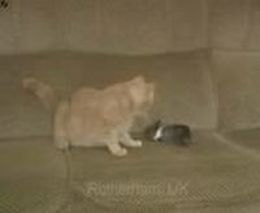 ����������� ��������