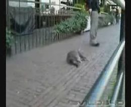 Почему мы не гуляем с кошками... Почему мы не гуляем с кошками...