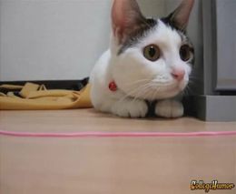 Старенький, но прикольный ролик Старенький, но прикольный ролик