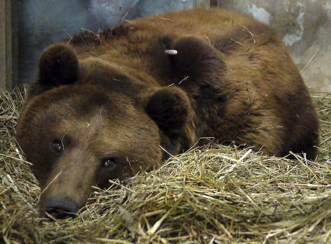 Медведь загрыз человека (5 фото)