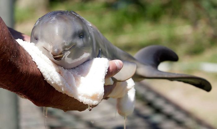 Дельфин 10ти дней от роду (7 фото)