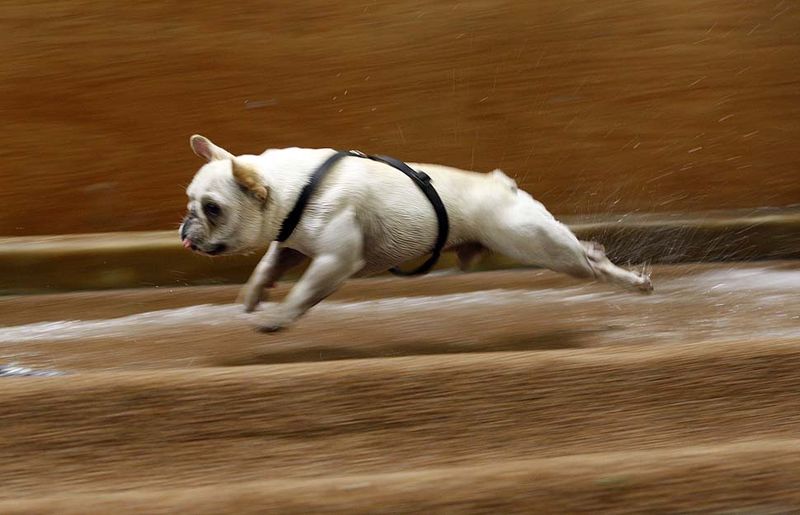 Водные конкурсы для собак (8 фото)