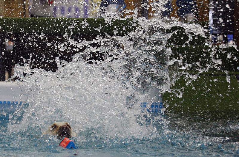 Водные конкурсы для собак (8 фото)