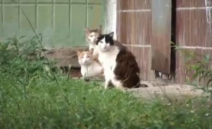 Крыса против стаи котов (видео)