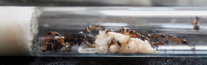 Как рождаются муравьи... (10 фото)