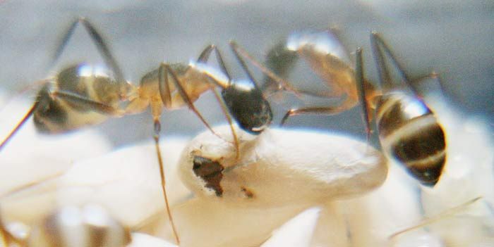 вот, видно глаз нового муравья. теперь, когда точно понятно что с этой стороны у него голова, рабочий делает разрез по кругу.
