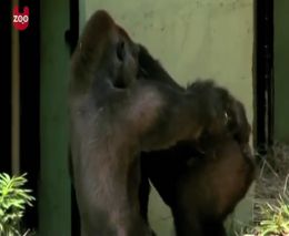Влюбленные гориллы