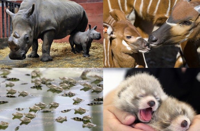 Фотографии детенышей животных со всего мира (25 фото)