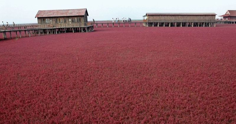 Красный пляж в Китае (8 фото)