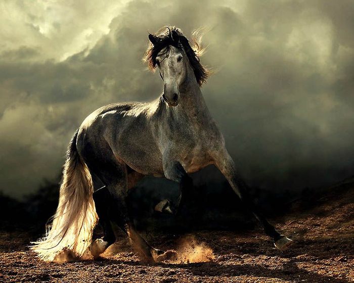 Сказочная красота – арабские и андалузские лошади (36 фото)