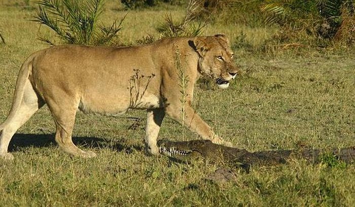 Львицы против аллигатора (9 фото)