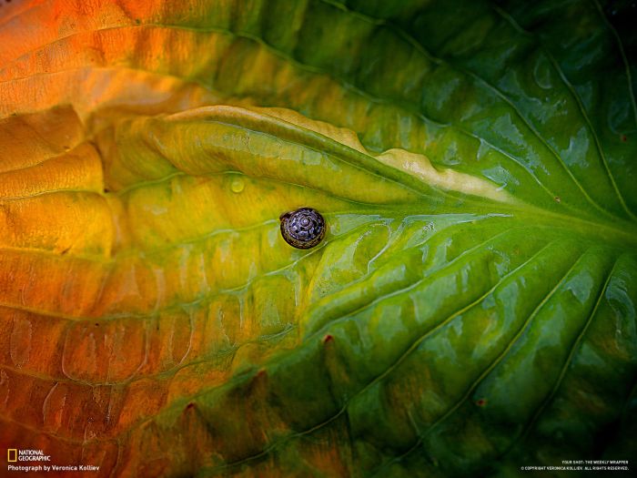    National Geographic   2012 (46 )