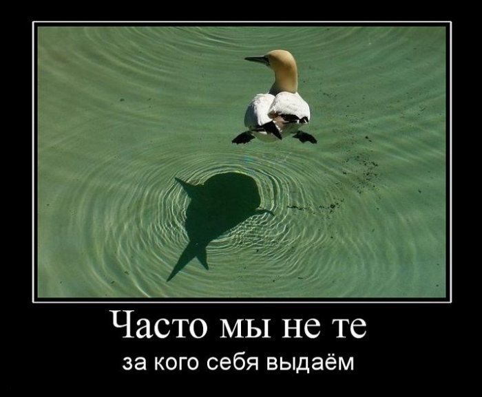 http://ru.fishki.net/picsw/122009/04/post/demotivatory/demotivator_28.jpg