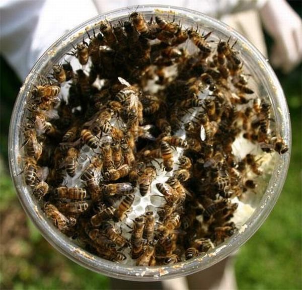 Пчелы делают мед в банке (9 фото)