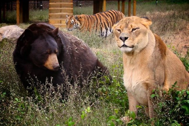Лев, тигр и медведь живут вместе (25 фото)