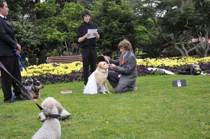Парень женился на своей собаке (17 фото)