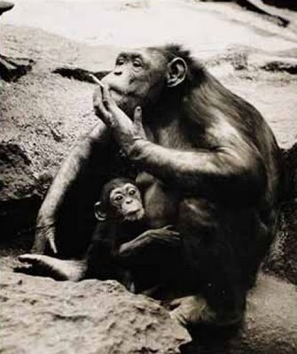 Вредные привычки среди обезьян (20 фото)