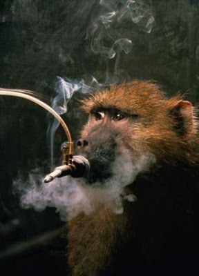 Вредные привычки среди обезьян (20 фото)