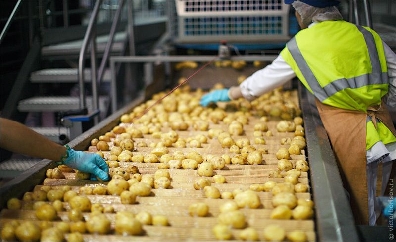 Кстати: Для производства чипсов годится не всякая картошка. Существуют так называемые чипсовые сорта картофеля, которые отличаются повышенным содержанием крахмала.