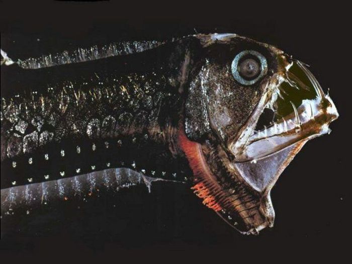 Самые уродливые и страшные рыбы (21 фото)