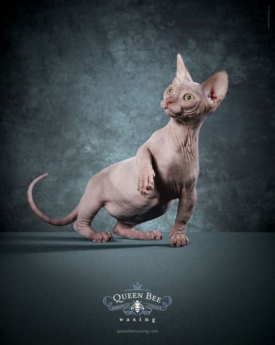 Креативная реклама с участием животных (38 фото)