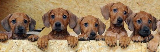 В 
Германии собака родила 17 щенков (6 фото + видео)