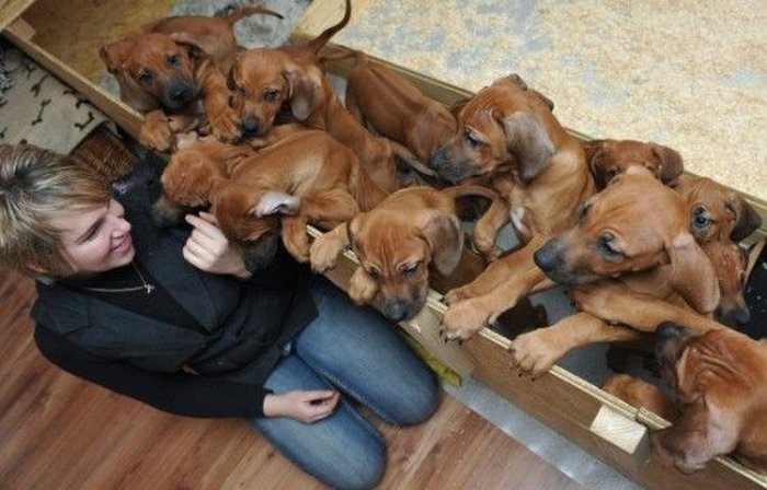 В 
Германии собака родила 17 щенков (6 фото + видео)