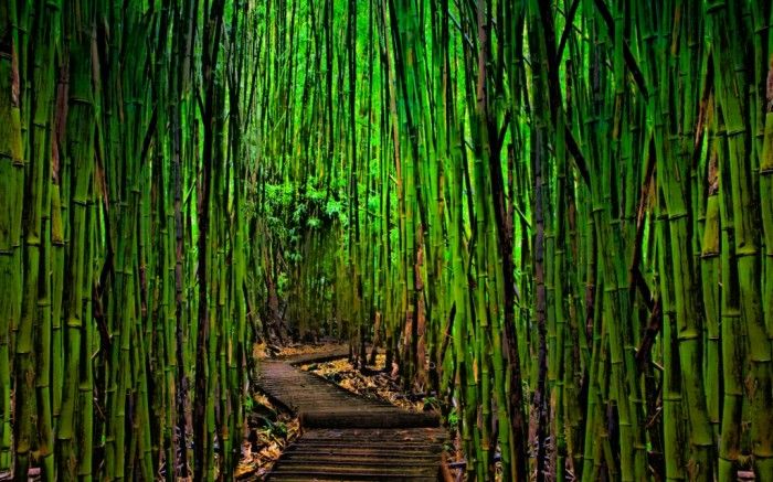 Бамбуковые рощи (27 фото)