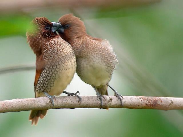 Пение соловьев в брачный период. Поцелуй птиц. Птица любви. Две влюбленные птички. Птички любовь.