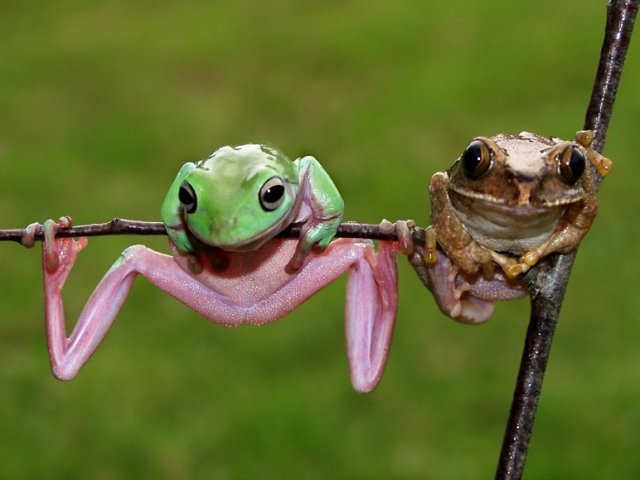 Фото жабы и лягушки смешные