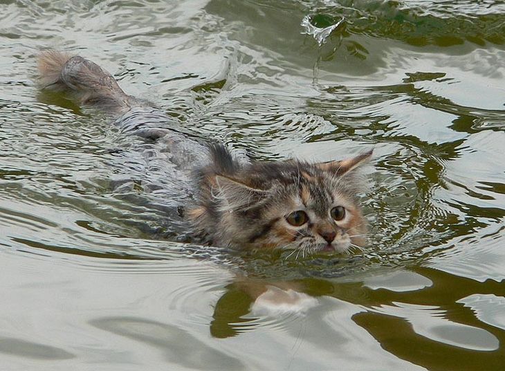 Коты в воде картинки