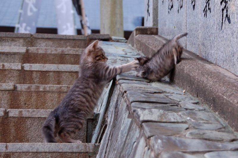 Быстро домой. Котик идет домой с работы. Кот хочет домой. Быстрее домой.